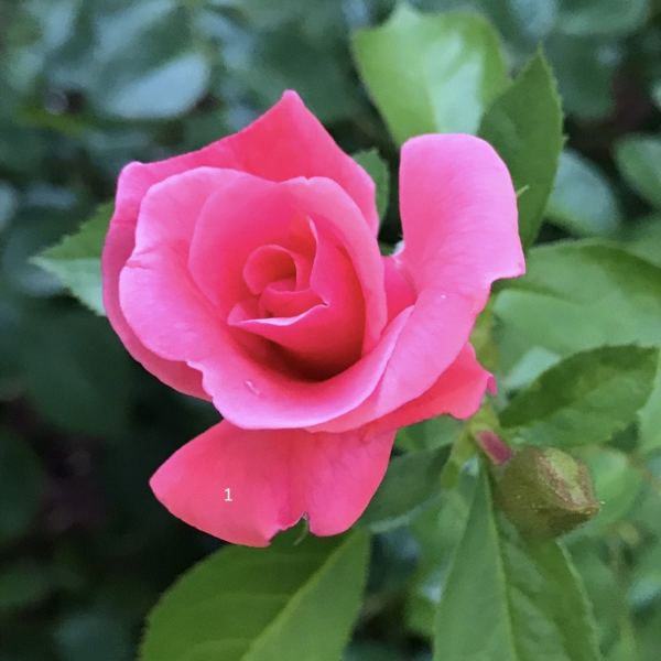 Rose1